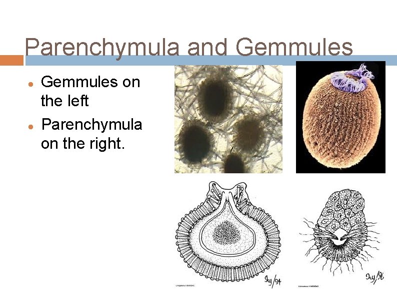 Parenchymula and Gemmules on the left Parenchymula on the right. 