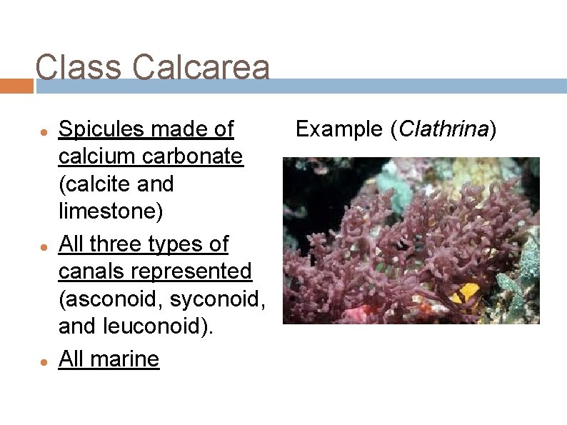 Class Calcarea Spicules made of calcium carbonate (calcite and limestone) All three types of