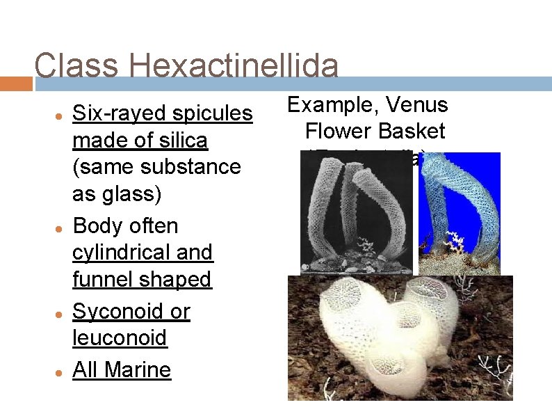 Class Hexactinellida Six-rayed spicules made of silica (same substance as glass) Body often cylindrical