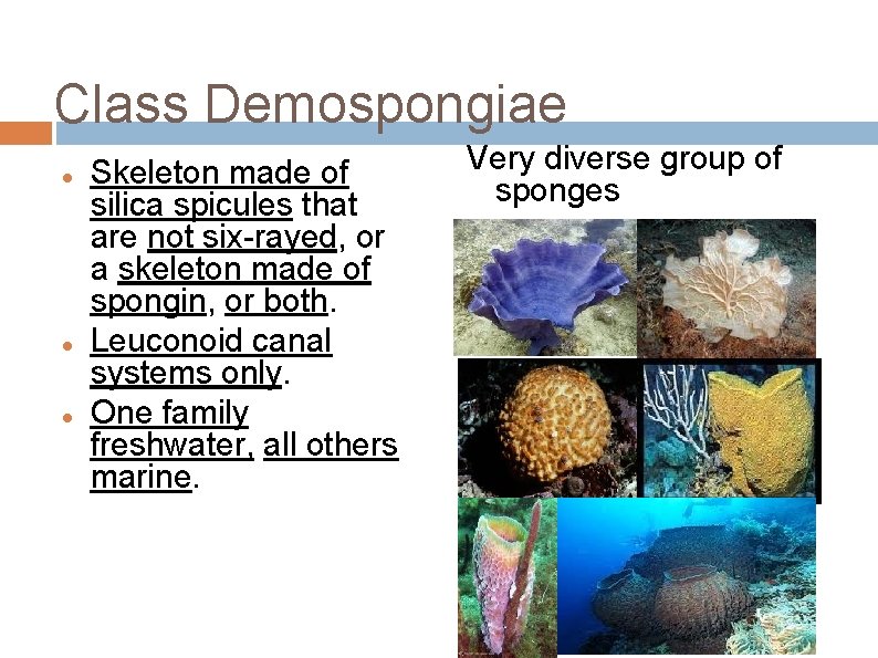 Class Demospongiae Skeleton made of silica spicules that are not six-rayed, or a skeleton