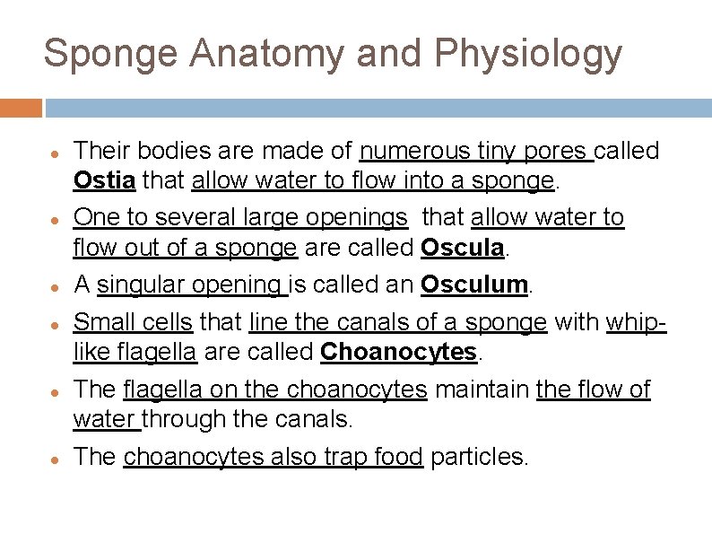 Sponge Anatomy and Physiology Their bodies are made of numerous tiny pores called Ostia