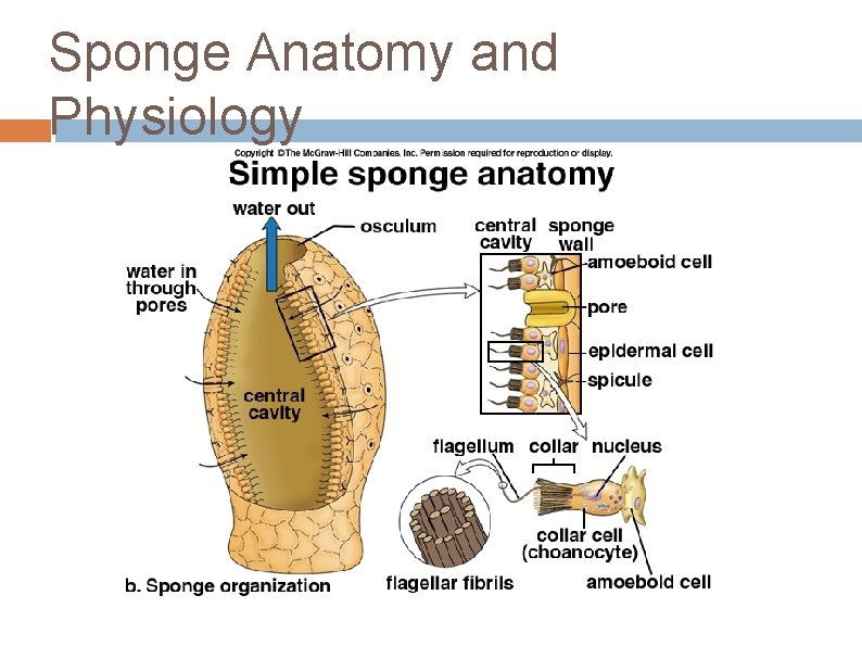 Sponge Anatomy and Physiology 