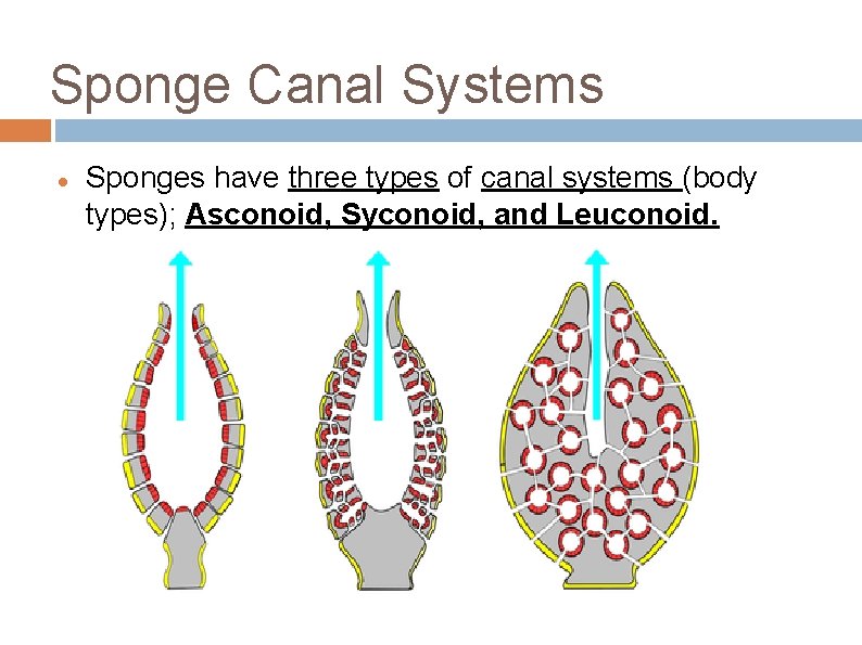 Sponge Canal Systems Sponges have three types of canal systems (body types); Asconoid, Syconoid,