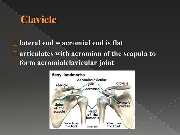 Clavicle � lateral end = acromial end is flat � articulates with acromion of