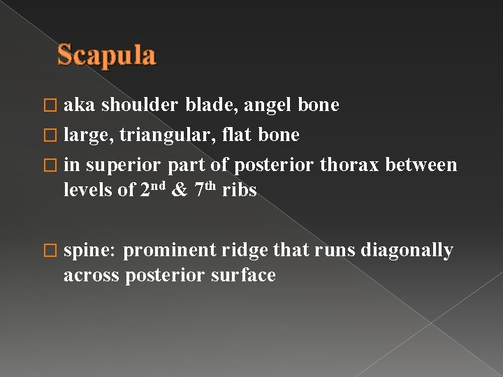 Scapula � aka shoulder blade, angel bone � large, triangular, flat bone � in
