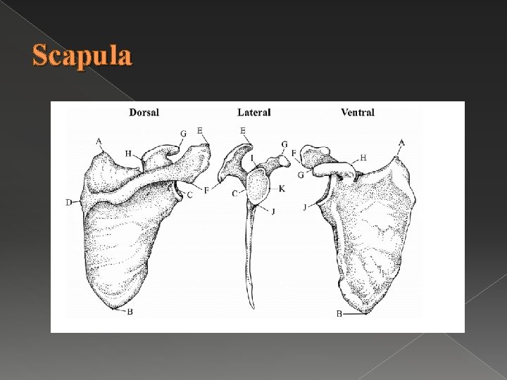 Scapula 