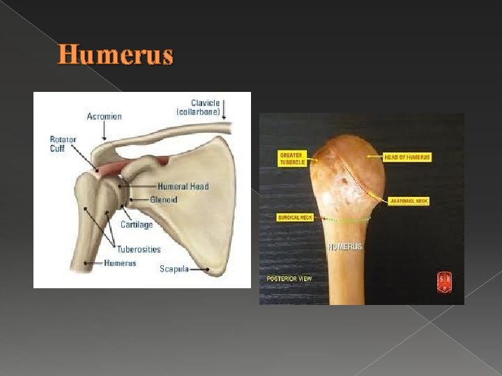 Humerus 