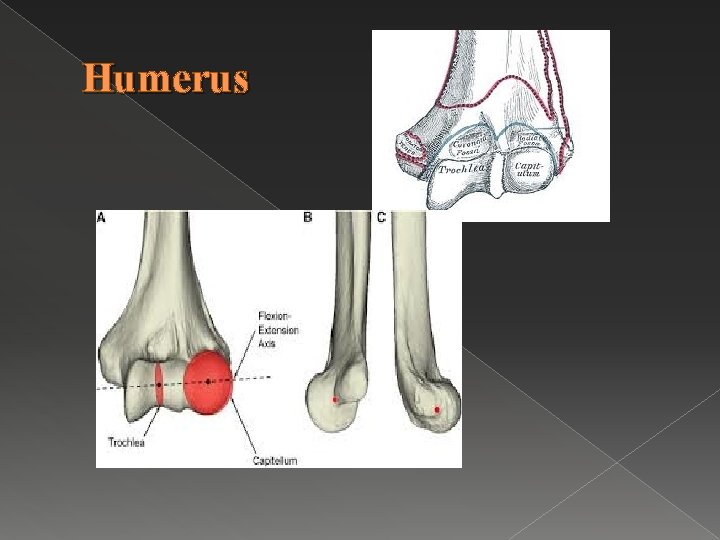 Humerus 