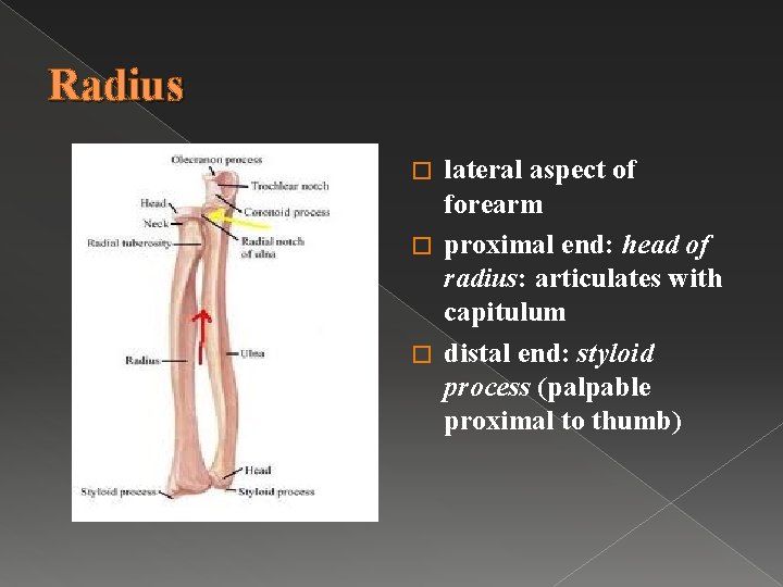 Radius lateral aspect of forearm � proximal end: head of radius: articulates with capitulum