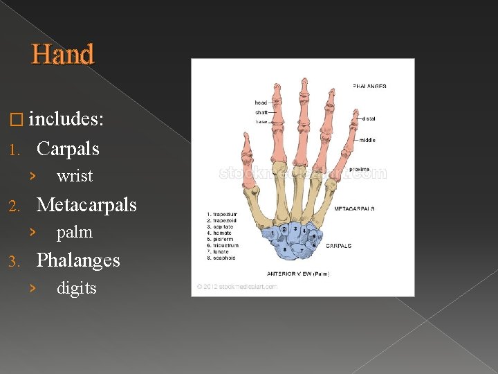 Hand � includes: 1. Carpals › 2. Metacarpals › 3. wrist palm Phalanges ›