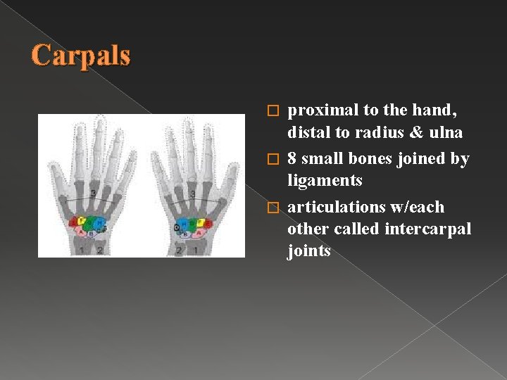 Carpals proximal to the hand, distal to radius & ulna � 8 small bones