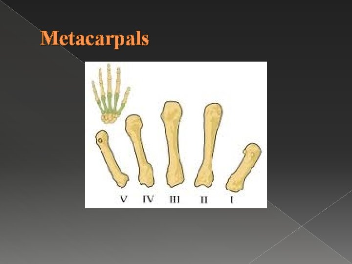 Metacarpals 