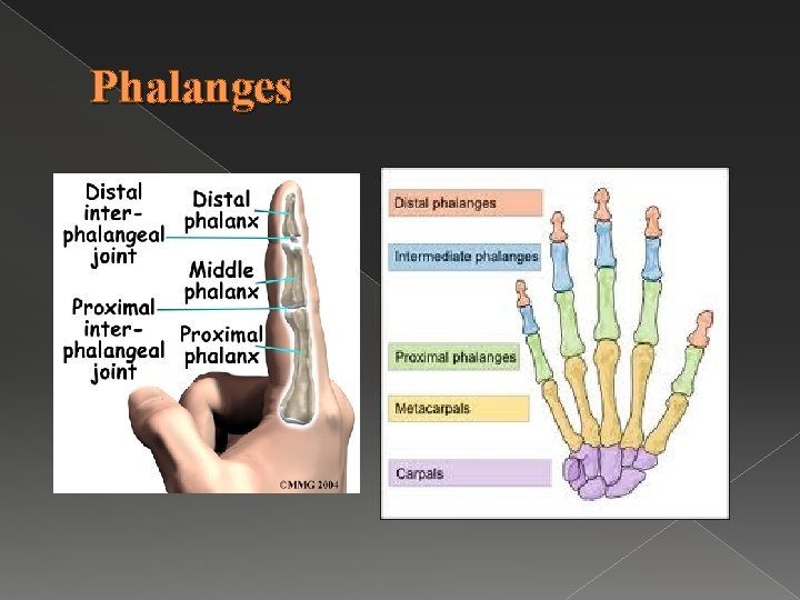 Phalanges 