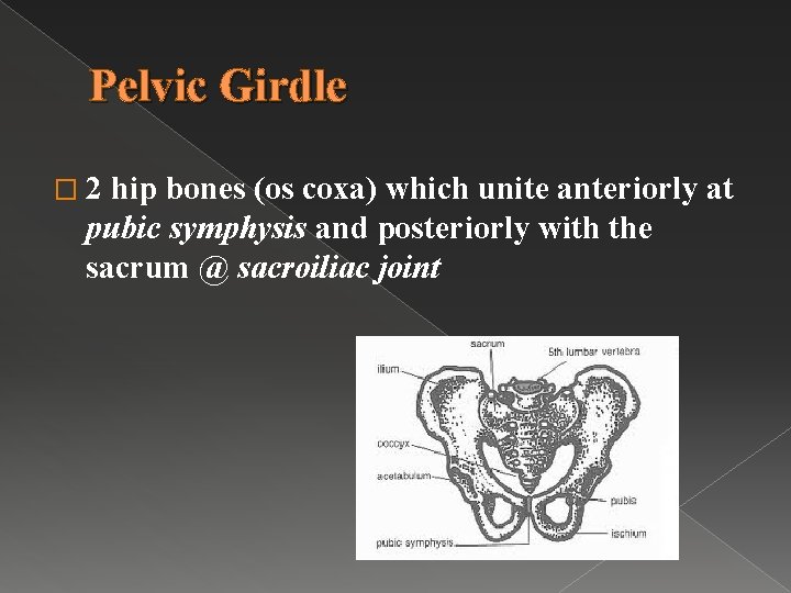 Pelvic Girdle � 2 hip bones (os coxa) which unite anteriorly at pubic symphysis