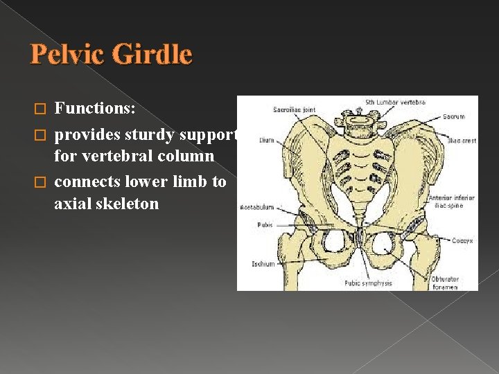 Pelvic Girdle Functions: � provides sturdy support for vertebral column � connects lower limb