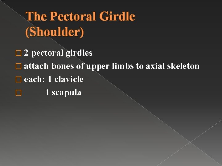 The Pectoral Girdle (Shoulder) � 2 pectoral girdles � attach bones of upper limbs