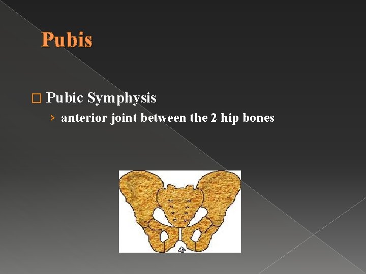 Pubis � Pubic Symphysis › anterior joint between the 2 hip bones 