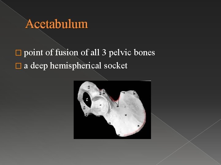 Acetabulum � point of fusion of all 3 pelvic bones � a deep hemispherical