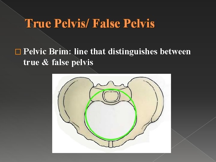 True Pelvis/ False Pelvis � Pelvic Brim: line that distinguishes between true & false