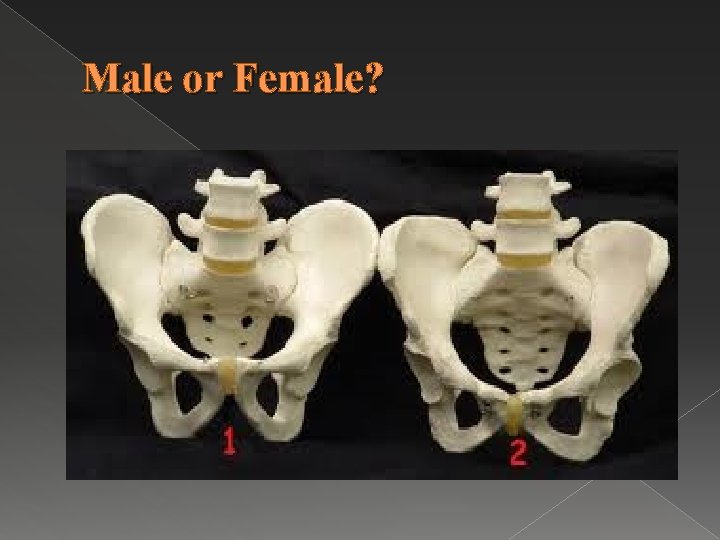 Male or Female? 