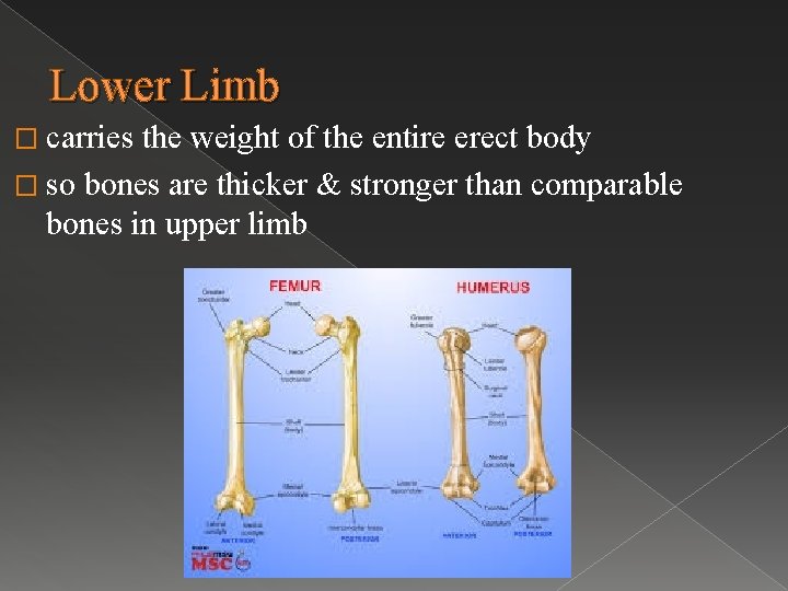 Lower Limb � carries the weight of the entire erect body � so bones