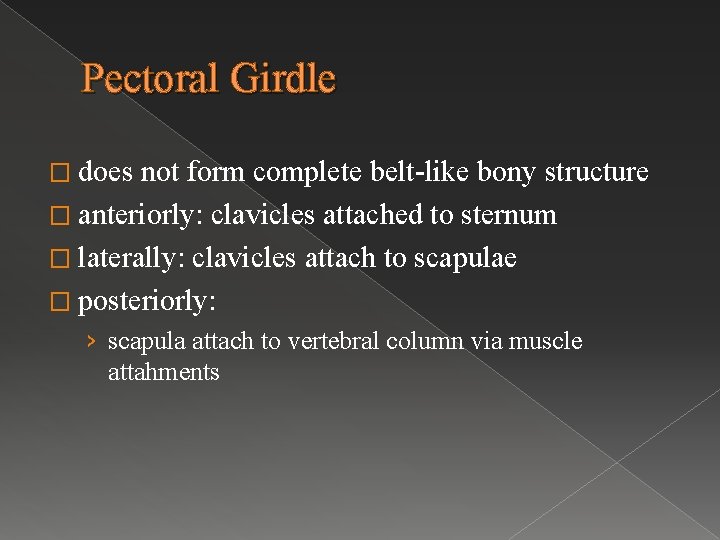 Pectoral Girdle � does not form complete belt-like bony structure � anteriorly: clavicles attached