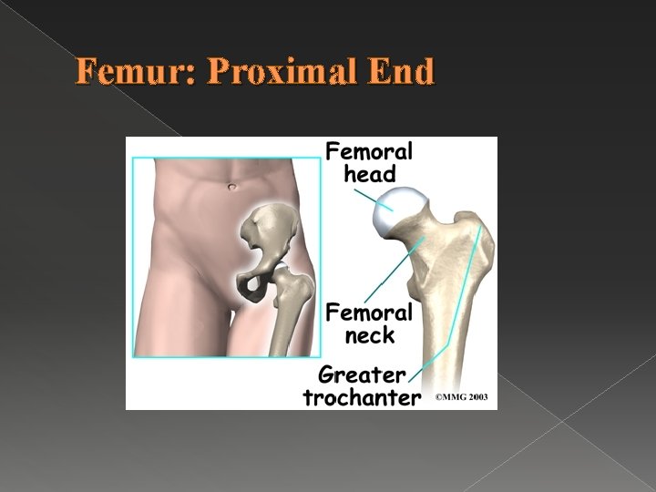 Femur: Proximal End 