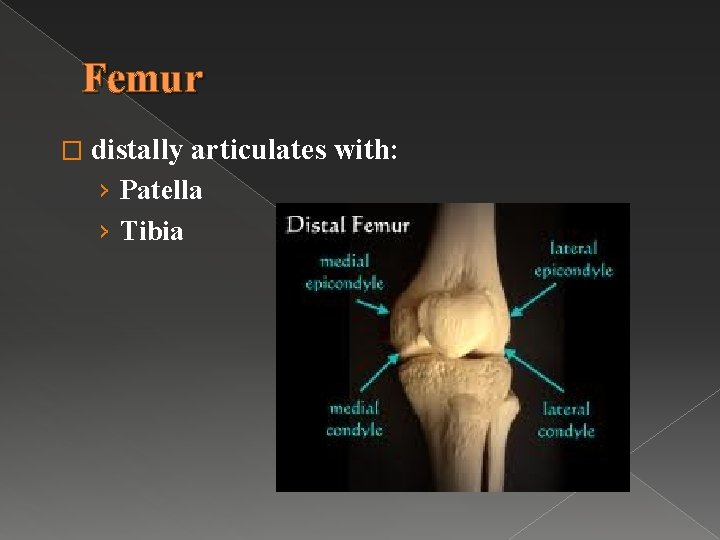 Femur � distally articulates with: › Patella › Tibia 