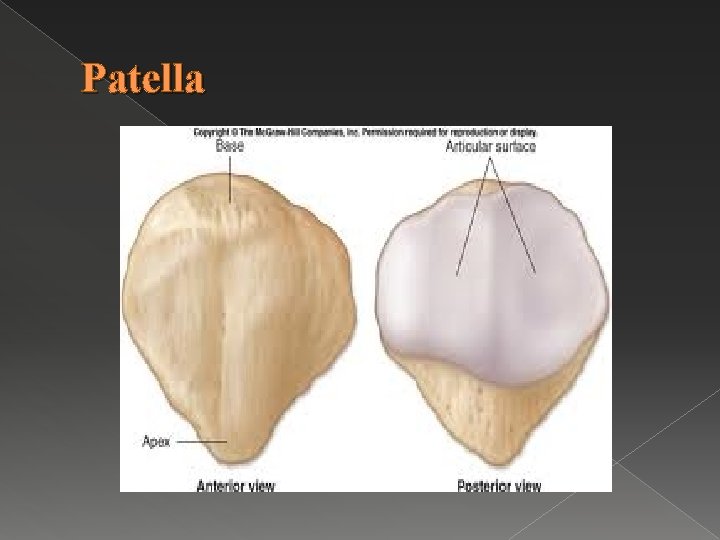 Patella 