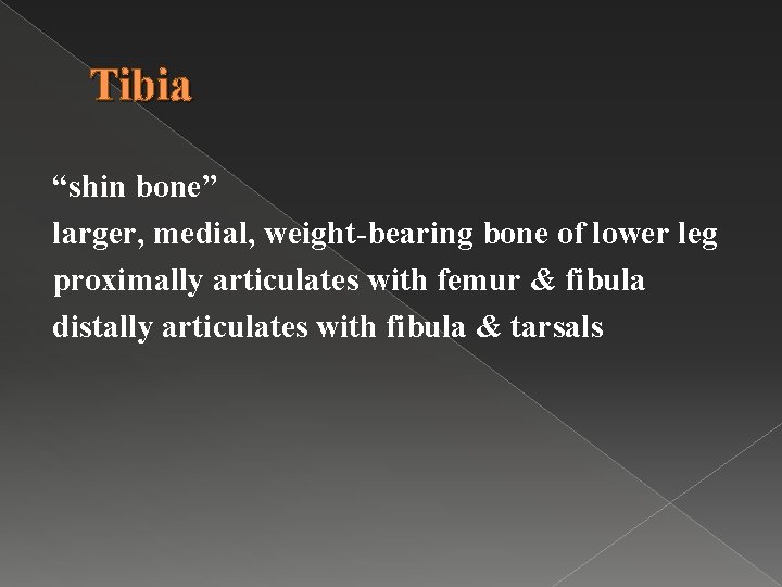 Tibia “shin bone” larger, medial, weight-bearing bone of lower leg proximally articulates with femur