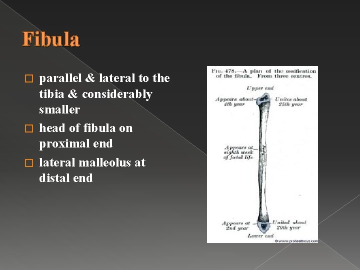 Fibula parallel & lateral to the tibia & considerably smaller � head of fibula