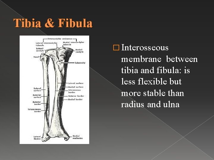 Tibia & Fibula � Interosseous membrane between tibia and fibula: is less flexible but