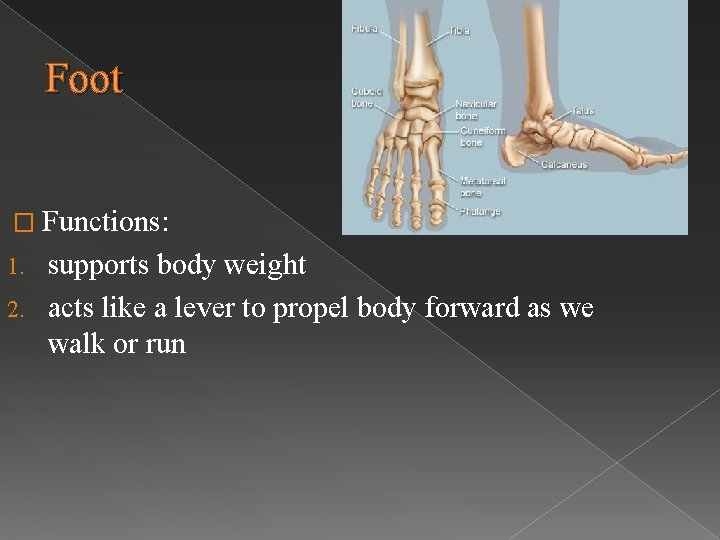 Foot � Functions: supports body weight 2. acts like a lever to propel body