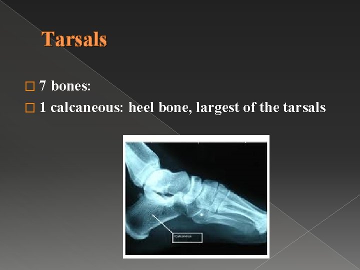 Tarsals � 7 bones: � 1 calcaneous: heel bone, largest of the tarsals 