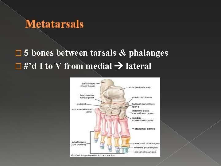 Metatarsals � 5 bones between tarsals & phalanges � #’d I to V from