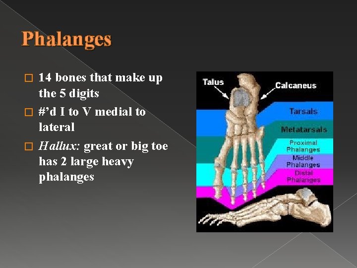 Phalanges 14 bones that make up the 5 digits � #’d I to V