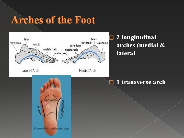 Arches of the Foot � 2 longitudinal arches (medial & lateral � 1 transverse