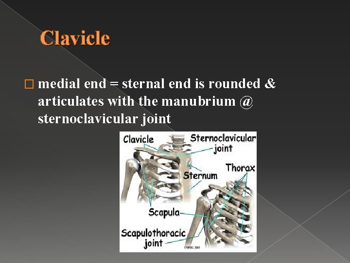 Clavicle � medial end = sternal end is rounded & articulates with the manubrium