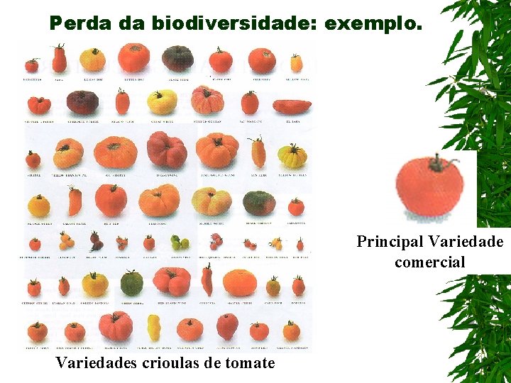 Perda da biodiversidade: exemplo. Principal Variedade comercial Variedades crioulas de tomate 
