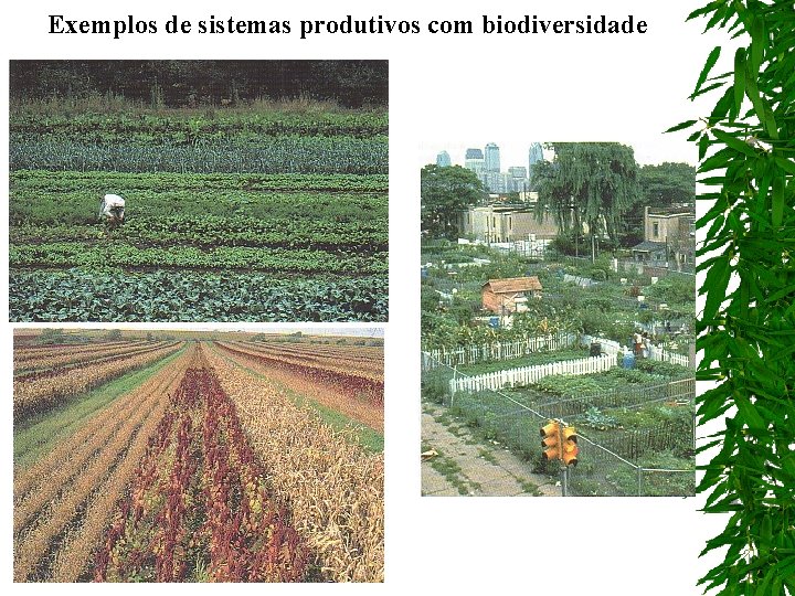 Exemplos de sistemas produtivos com biodiversidade 