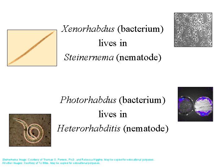 Xenorhabdus (bacterium) lives in Steinernema (nematode) Photorhabdus (bacterium) lives in Heterorhabditis (nematode) Steinernema image: