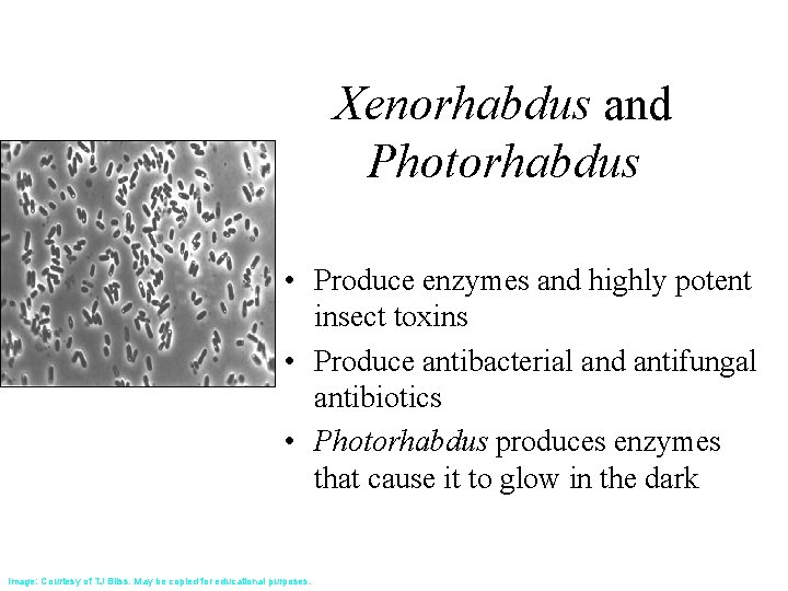 Xenorhabdus and Photorhabdus • Produce enzymes and highly potent insect toxins • Produce antibacterial