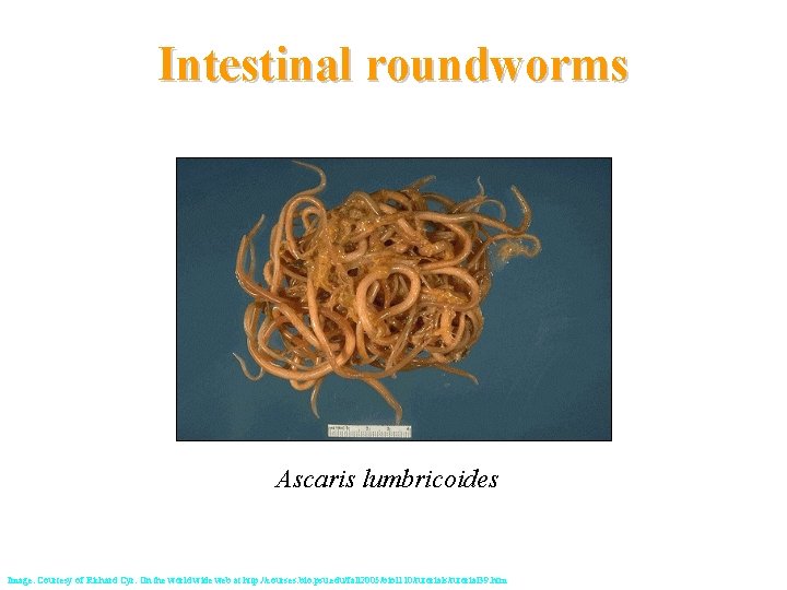 Intestinal roundworms Ascaris lumbricoides Image: Courtesy of Richard Cyr. On the world wide web