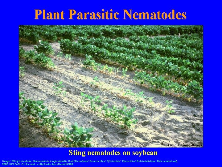 Plant Parasitic Nematodes Sting nematodes on soybean Image: Sting Nematode, Belonolaimus longicaudatus Rau (Nematoda: