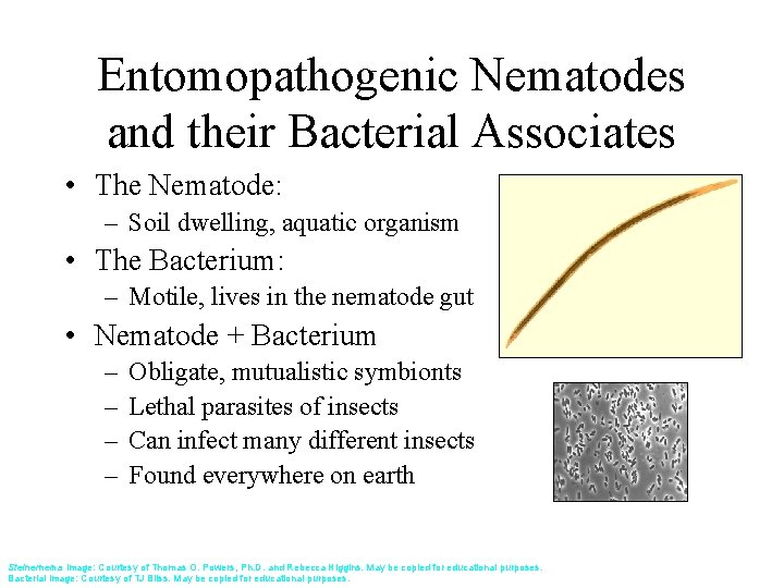 Entomopathogenic Nematodes and their Bacterial Associates • The Nematode: – Soil dwelling, aquatic organism