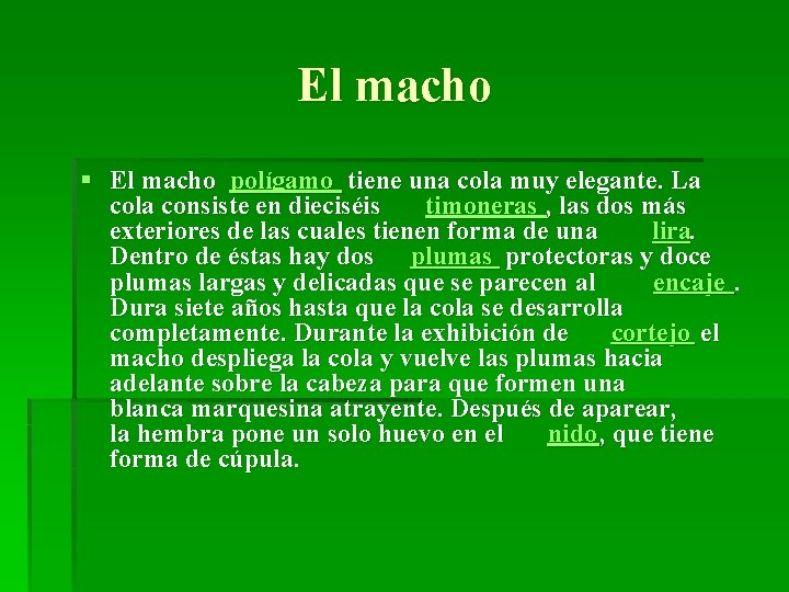 El macho § El macho polígamo tiene una cola muy elegante. La cola consiste