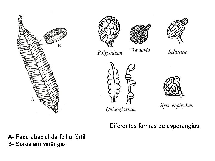 Diferentes formas de esporângios A- Face abaxial da folha fértil B- Soros em sinângio