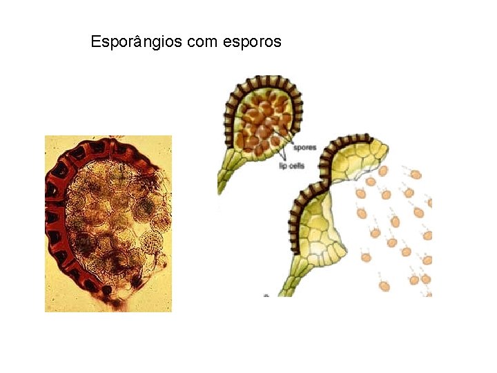 Esporângios com esporos 