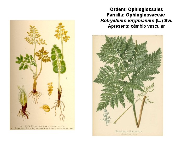 Ordem: Ophioglossales Família: Ophioglossaceae Botrychium virginianum (L. ) Sw. Apresenta câmbio vascular 