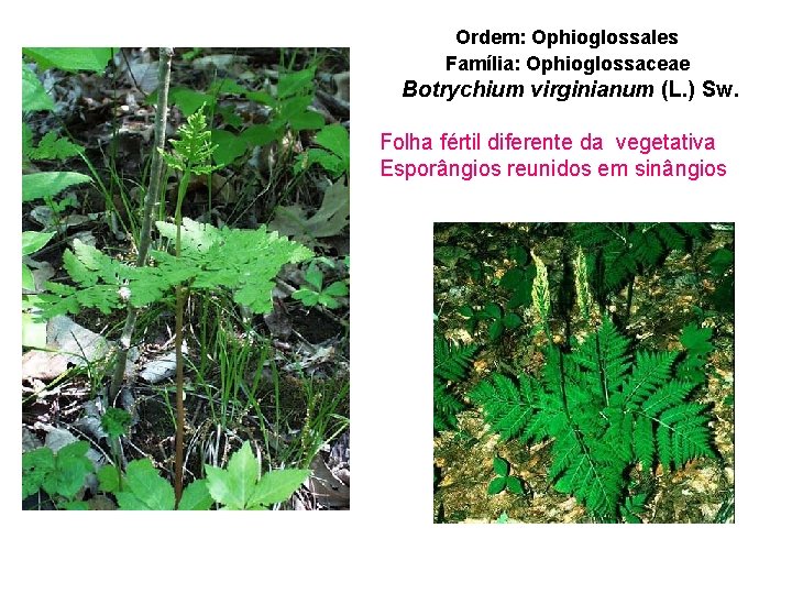 Ordem: Ophioglossales Família: Ophioglossaceae Botrychium virginianum (L. ) Sw. Folha fértil diferente da vegetativa